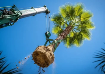 Crane lifting palm tree root ball transplant dubai Crane lifting palm tree root ball transplant dubai