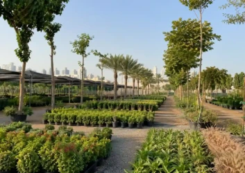 Tree lined nursery pathway dubai skyline view Tree lined nursery pathway dubai skyline view