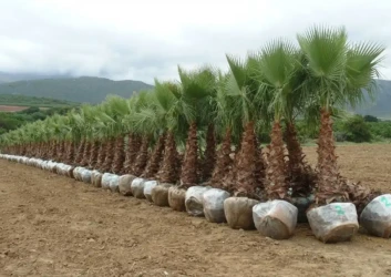 Washingtonia palm trees root ball wrapped nursery uae Washingtonia palm trees root ball wrapped nursery uae